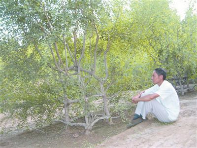 河北六旬翁田里种出“家具树” 耗时8年