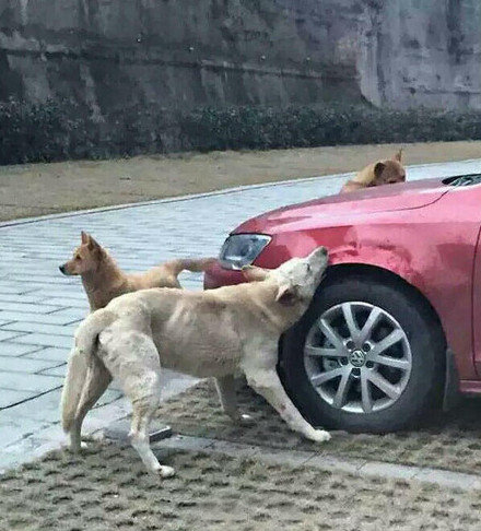 石家庄一名男子因为流浪狗睡在家门前的停车场，所以出来踢走它，原以为狗狗就这样默默离开，没想到趁男子不在场，它找来狗朋友们，展开毁车复仇。