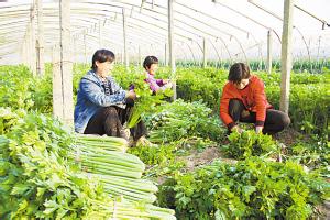 县域内大棚蔬菜“温暖度冬”。